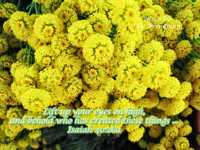 Yellow Flowers - Isaiah 40:26