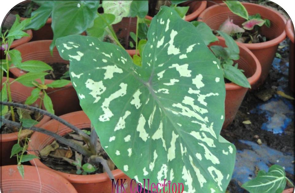 Mk Collections Keladi Komando