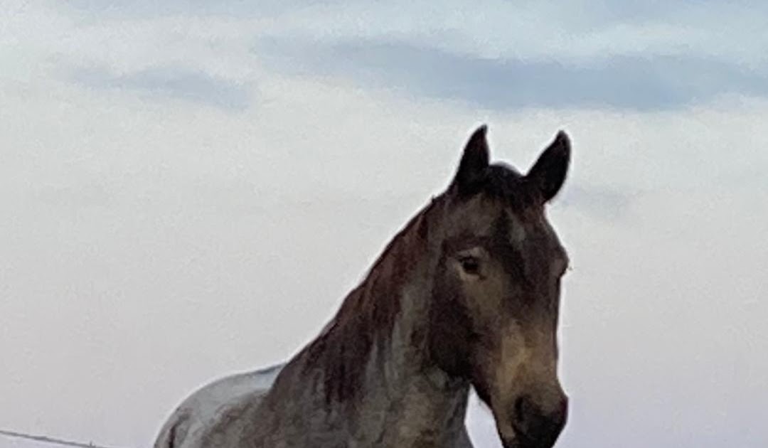 Sadies Rockin It Whetham Quarter Horses