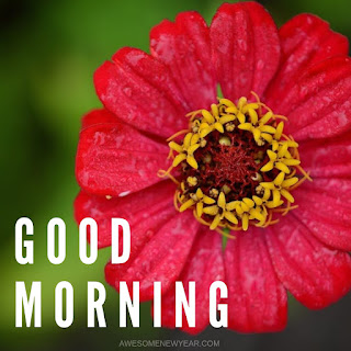 23 Gud Mrng Quotes Images for Friends To Make Your Happiest Day!