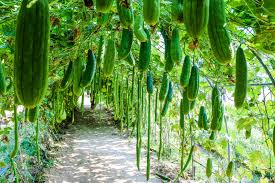 Health Benefits of Eating Organic Food Health Benefits of Eating Organic Food