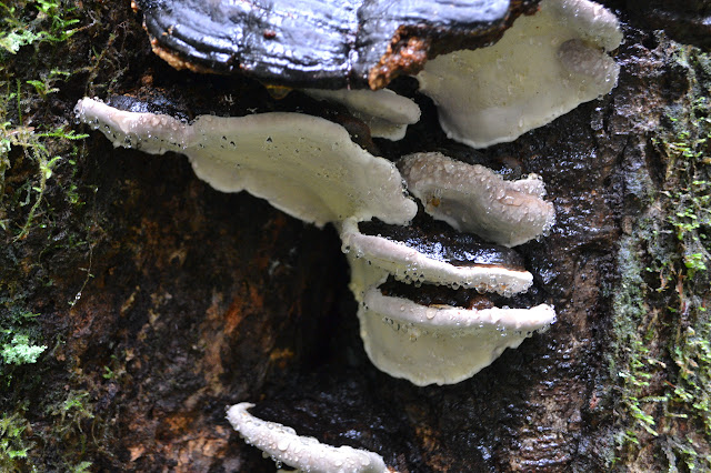 rain on mushrooms