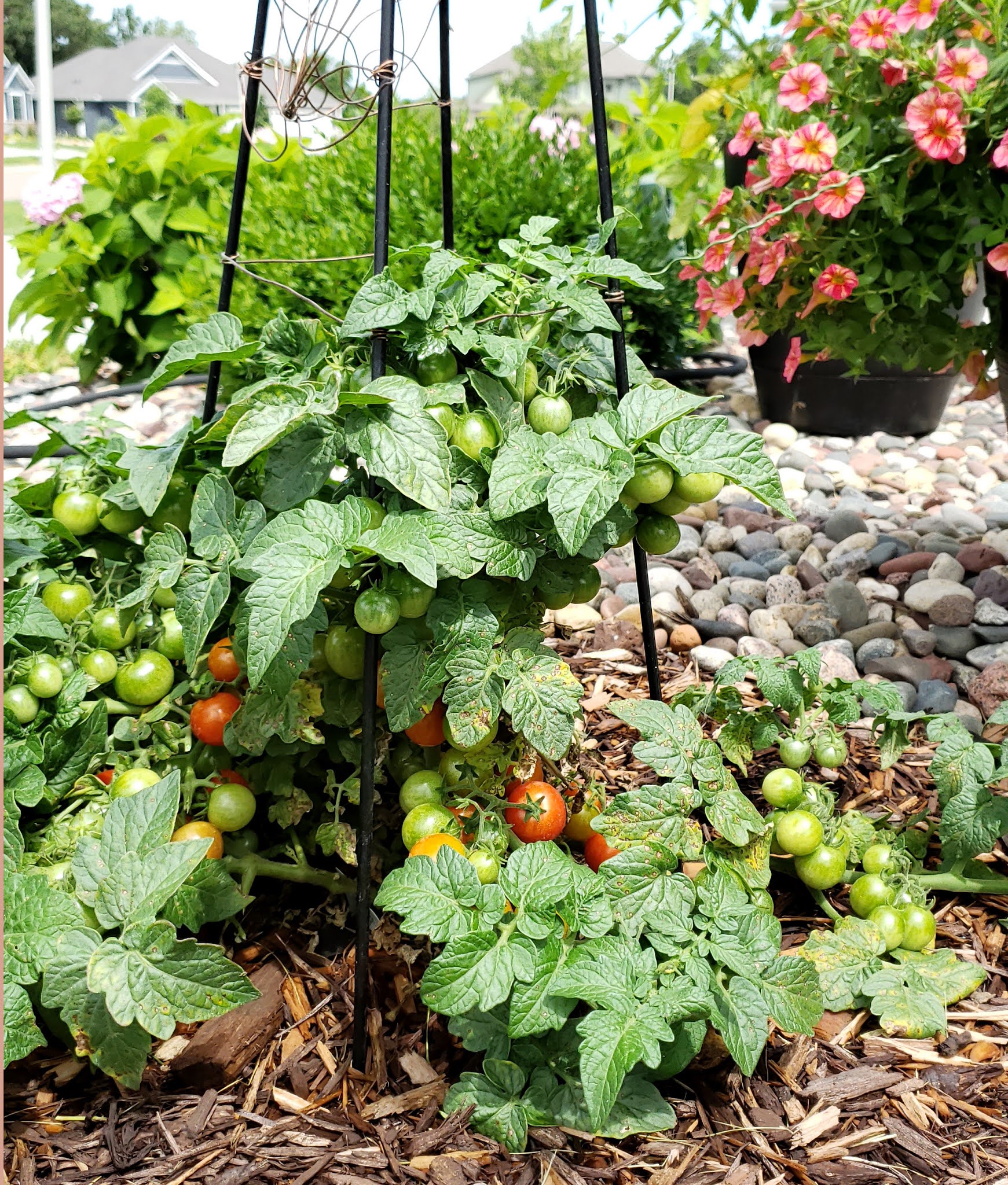 Growing New Tomato Hybrid, Veranda Red