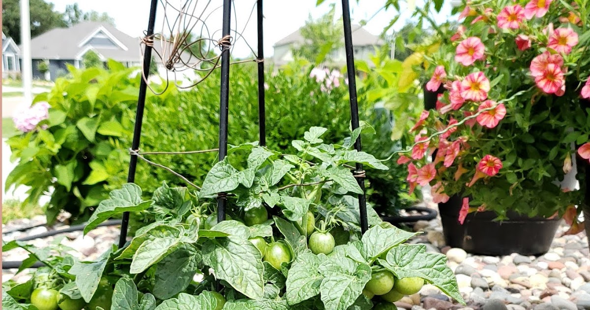 Growing New Tomato Hybrid, Veranda Red