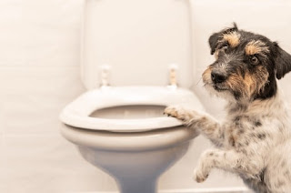 diarrea en perros problemas digestivos