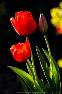 Naturfotografie Mehrfachbelichtung Blumen Tulpen Gegenlicht