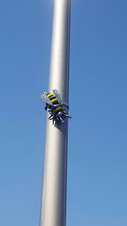 Bumble Bee on a Lamp Post