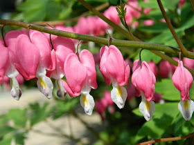 Bleeding heart Dicentra spectabilis blooms by garden muses-not another Toronto gardening blog