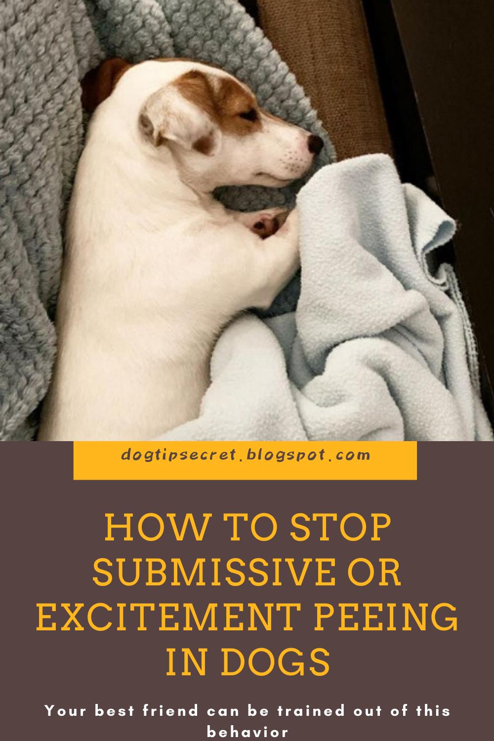Dog Tips Secret How to Stop Submissive or Excitement Peeing in Dogs Dog Tips Secret