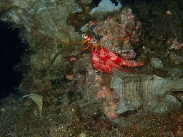 Dardanus calidus Dardanus calidus