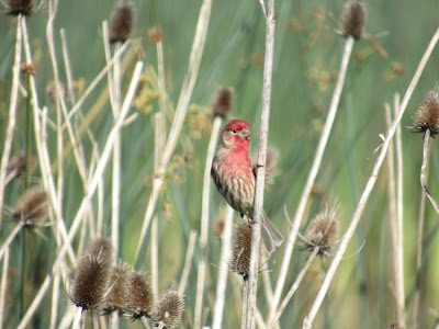 Sacramento National Wildlife Refuge