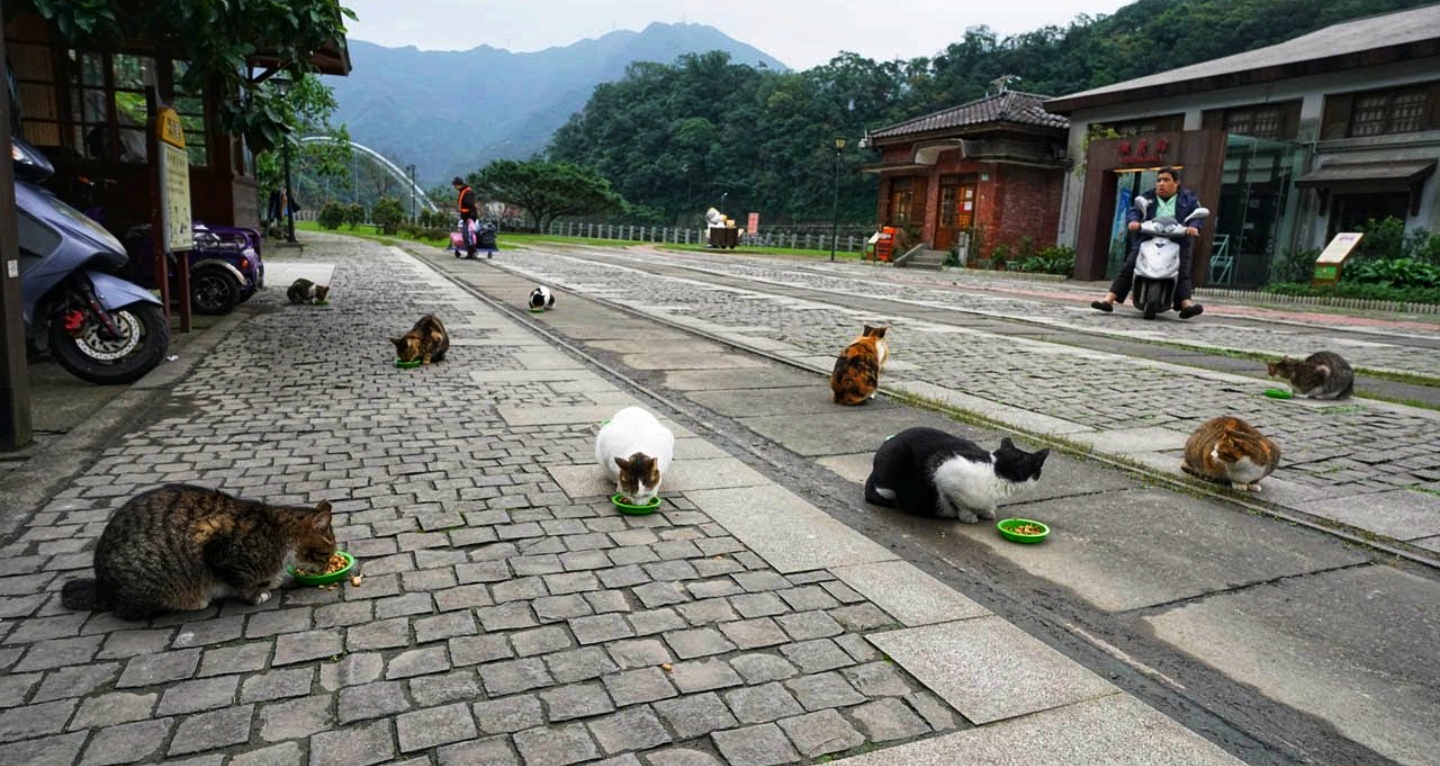 Paradise of cats in Taiwan called Cat Village located in the small town