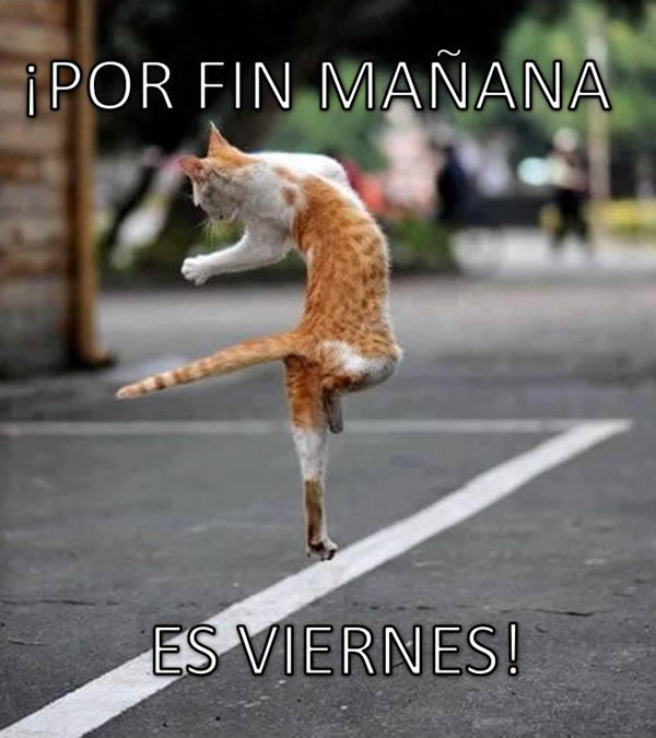 Resultado de imagen para imagenes con glitter y movimiento para grupos gabitos jueves y gatos