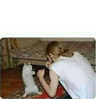 Plantilla De Meme Meme Gato Memes Originales Memes Para Crear