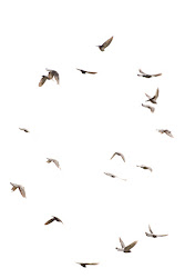 flying birds feel know highest which soar heights flanders field dsc animaux animales dieren fields animals animal depths natures deepest