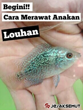 cara merawat anakan ikan louhan