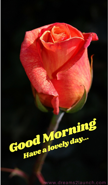 good morning rose image