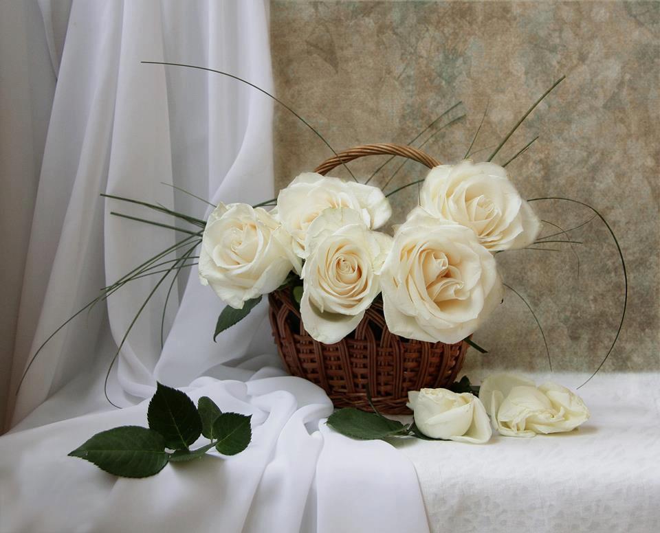 Добрый день картинки с розами. Букет белых роз в корзине. С добрым утром букет белых роз. Открытки с белыми розами. Натюрморт с белой розой.