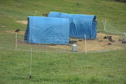 coop permanent chicken instead chickens moved field around years