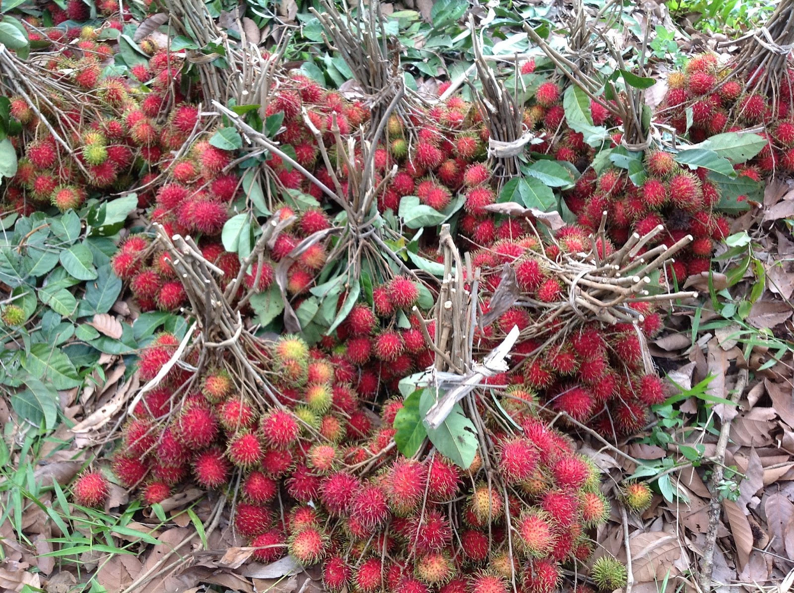 Hani's Precious: Rambutan Harvesting