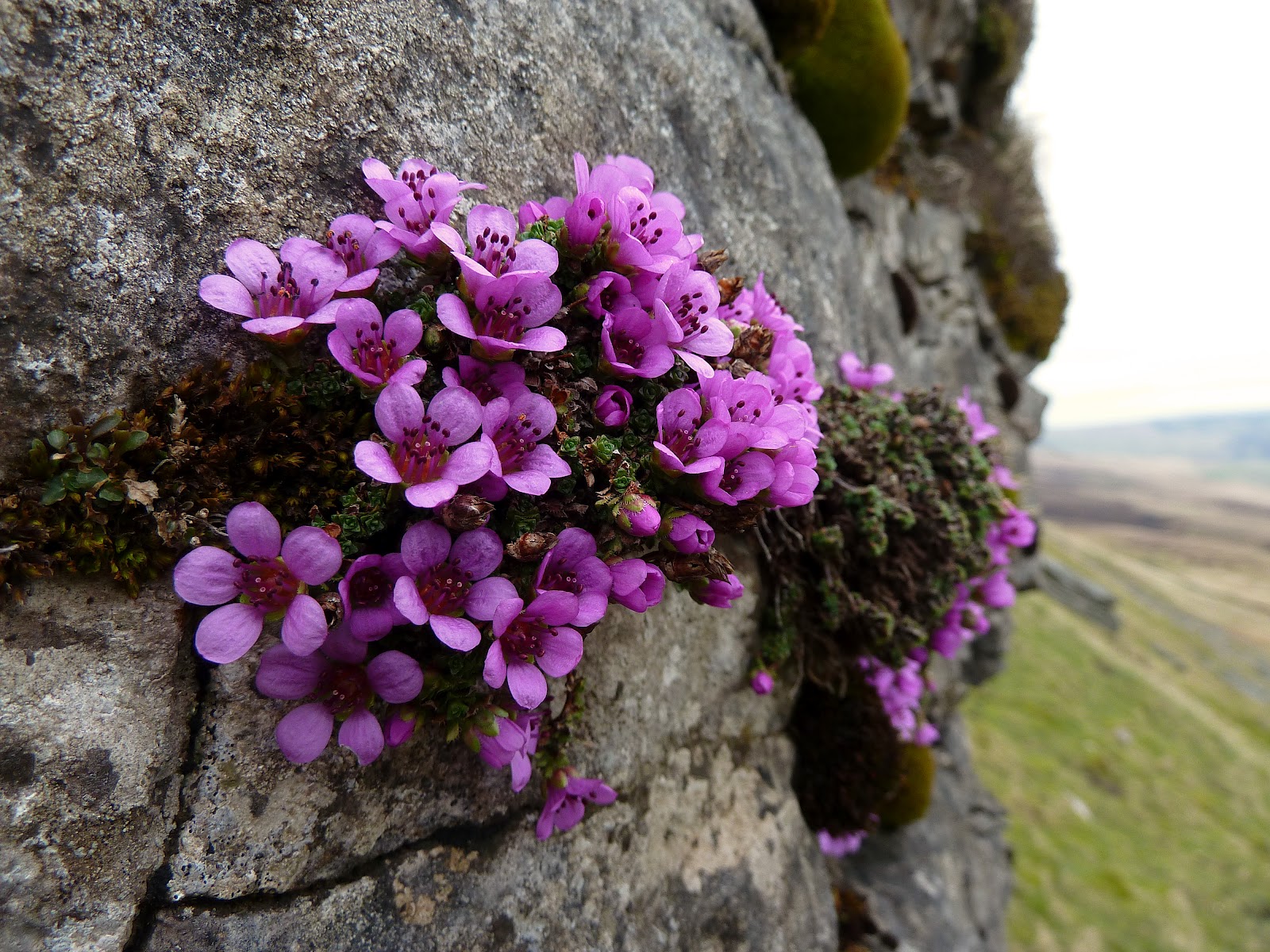 1000+ images about Flowers of Canada on Pinterest ...
Purple Saxifrage Drawing