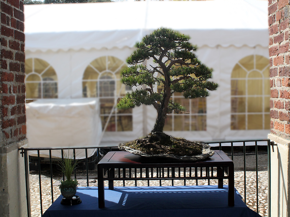 Little Cornish Trees Cornwall Bonsai Society & the National Trust
