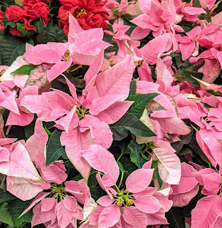 Pointsettas Pointsettas