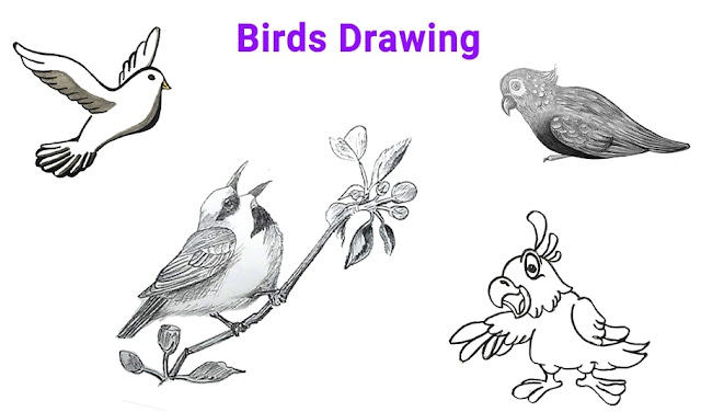 drawing birds