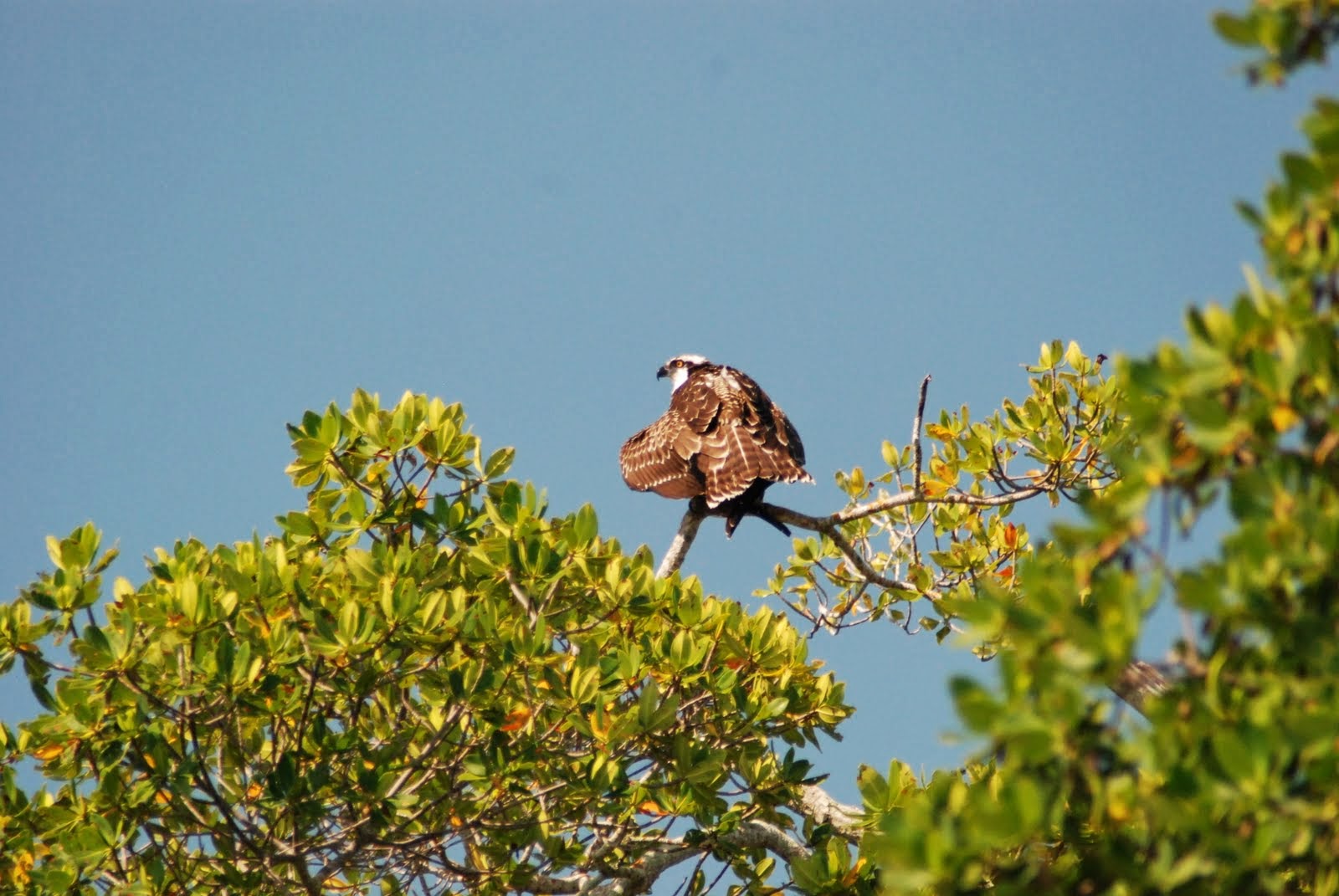 S/V Barefoot Horseshoe Bay Sanibel Bayou