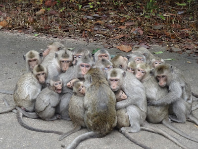 Group of monkeys huddling.