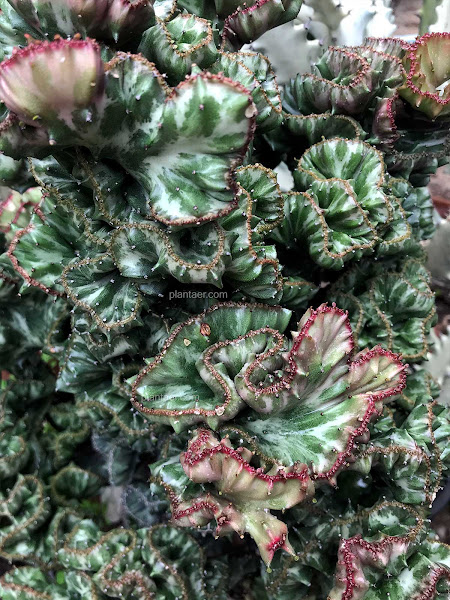 ยูโฟเบีย แลคเทีย คริสตาต้า Crested Euphorbia lactea หยกนำโชค หยกกำแพงเมืองจีน