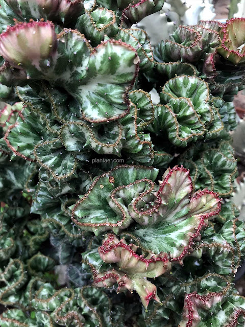 ยูโฟเบีย แลคเทีย คริสตาต้า Crested Euphorbia lactea หยกนำโชค หยกกำแพงเมืองจีน
