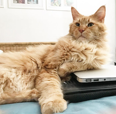 Mainecoon, Keep the Home Clean When you Have Cats