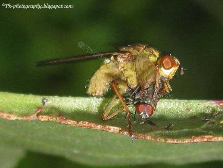 What do insects eat? | Nature, Cultural, and Travel Photography Blog