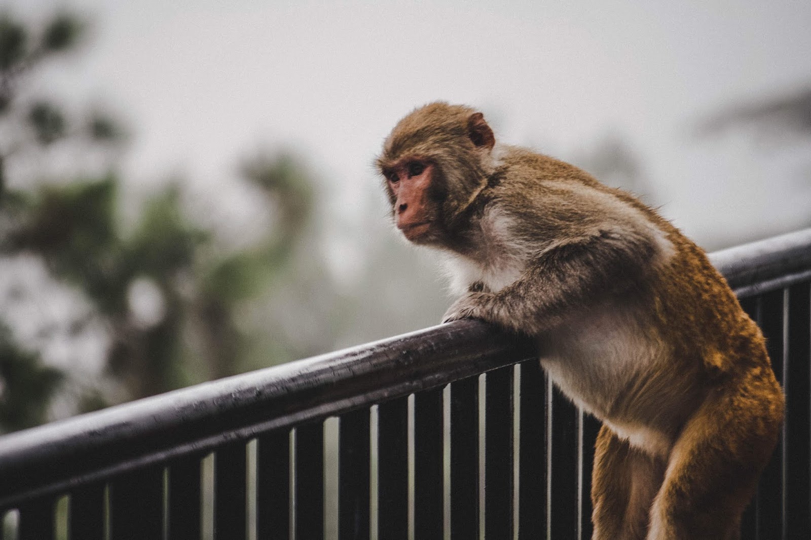"Throw a monkey wrench into" nghĩa là gì?