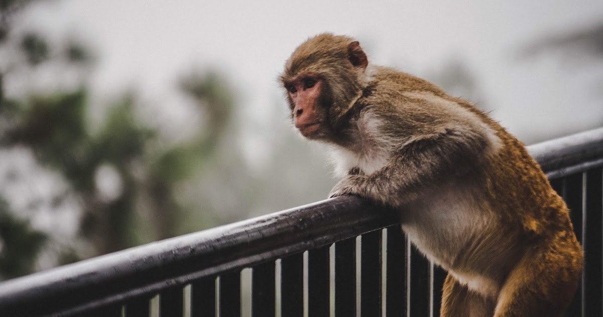 "Throw a monkey wrench into" nghĩa là gì?