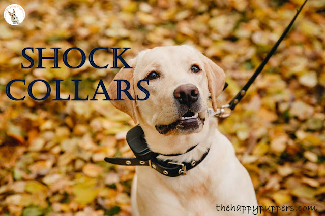 shock collars