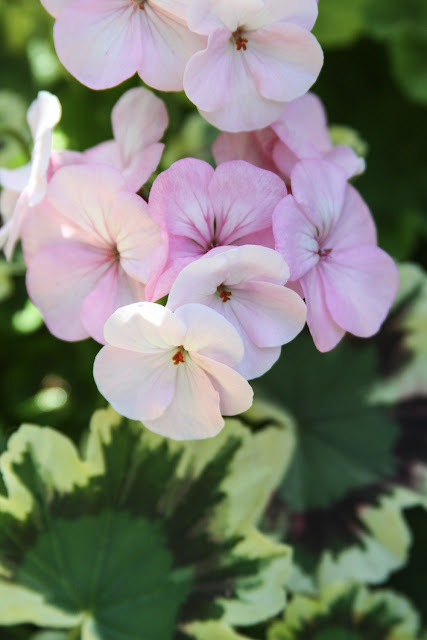 geraniums, pink geraniums, colorful geranium leaves, Anne Butera, My Giant Strawberry