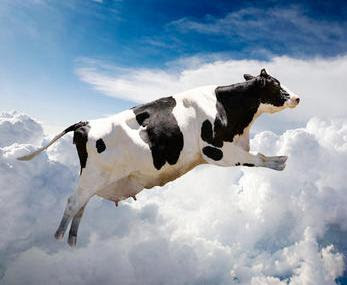 Resultado de imagen de vaca al precipicio