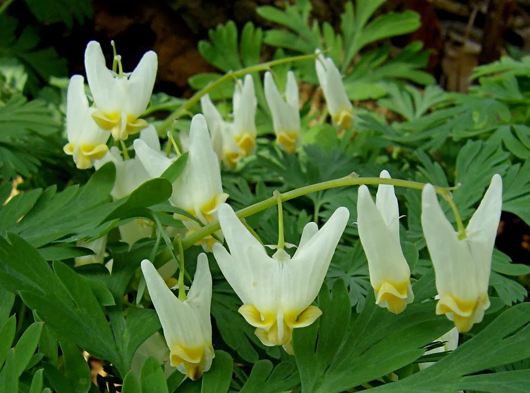 DICENTRA CUCULLARIA Dutchman's Breeches The Garden of Eaden