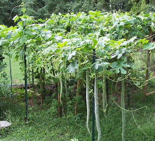 Sri Lanka, Home Vegetable Garden Ideas In Sri Lanka