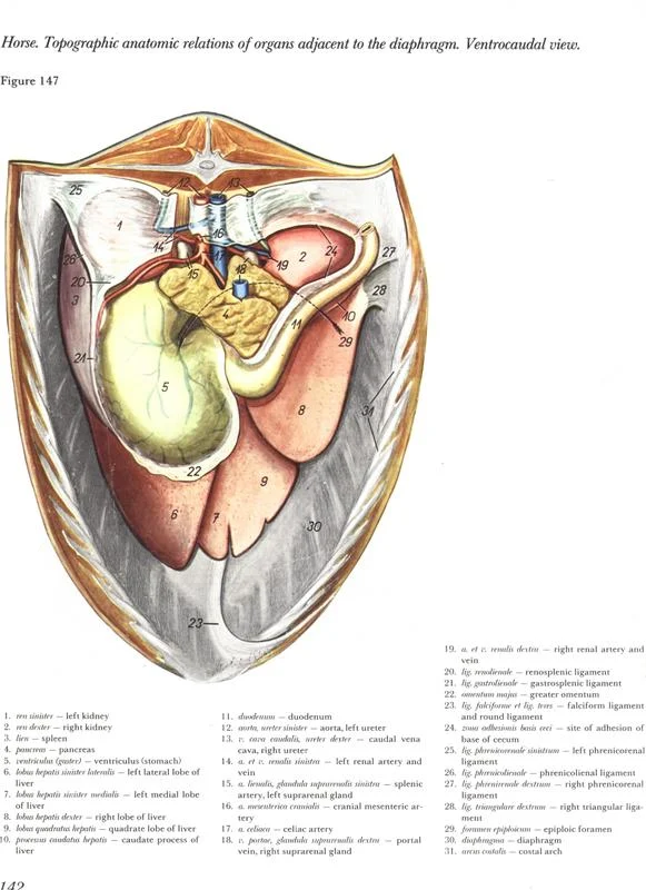 anatomia-cavalos-horse-poepesko-pdf-vetarq-topographic-anatomic-relations-organs-adjacent-diaphragma-ventrocaudal
