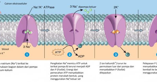 Transpor Aktif Transpor Aktif Primer Dan Transpor Vesikel Rpp 1 Lembar