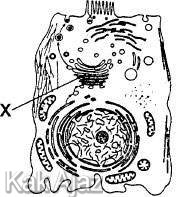 Organel sel hewan, oraganel X, gambar soal biologi SMA UN 2014