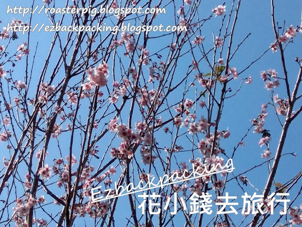 荔枝角公園櫻花2022:賞櫻位置+拍攝心得(3月28日更新)