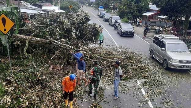 pohon durian tumbang