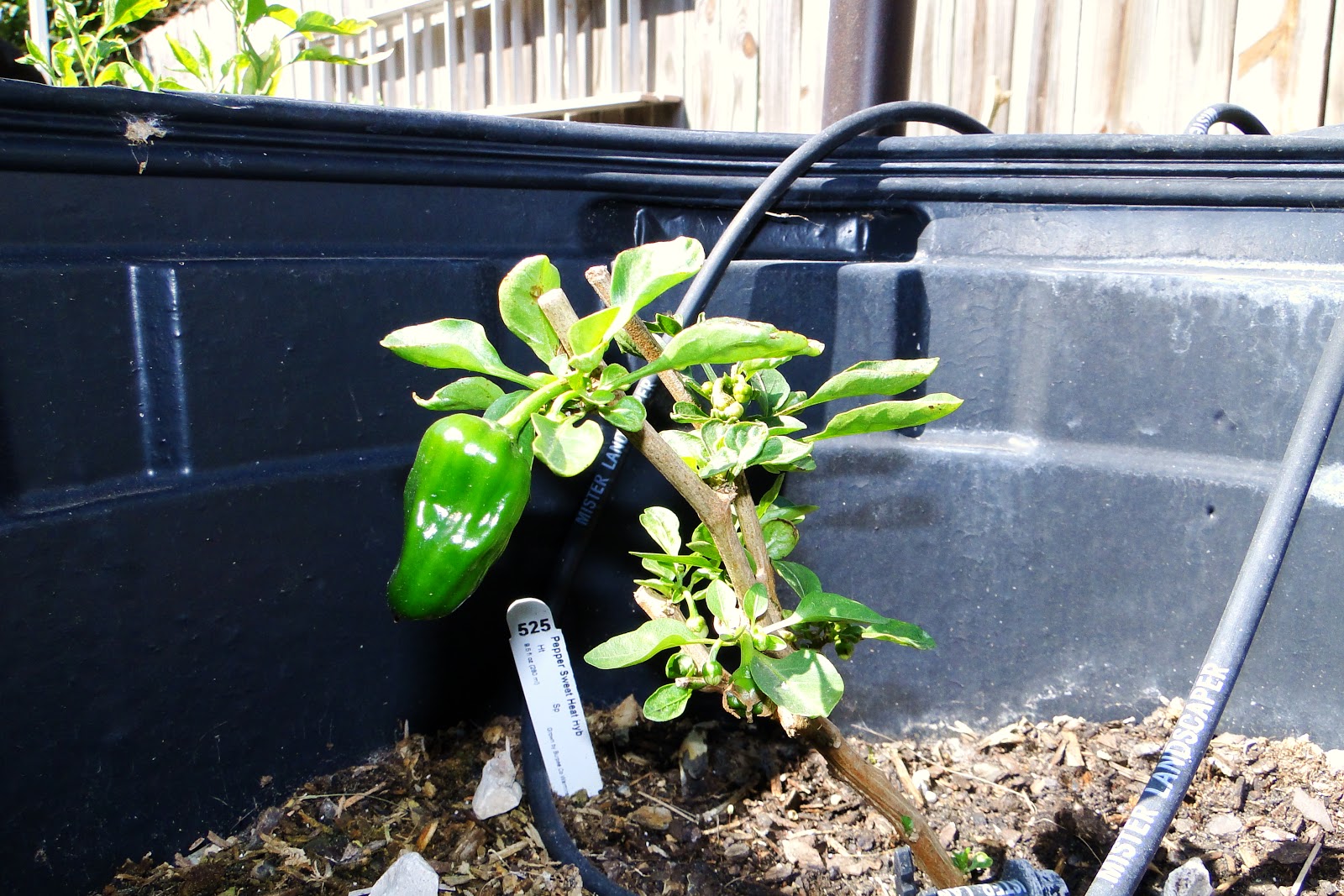 Alejandro Pepper Farm Bonsai Sweet Heat Peppers