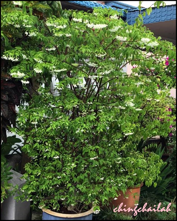 Simple Living In Nancy My Flowering Water Jasmine Plant.
