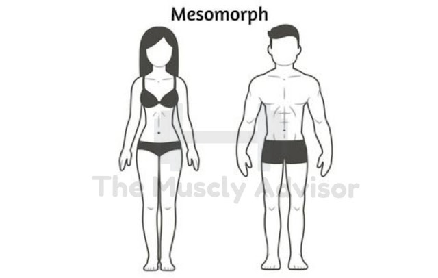 The different Body types Mesomorph