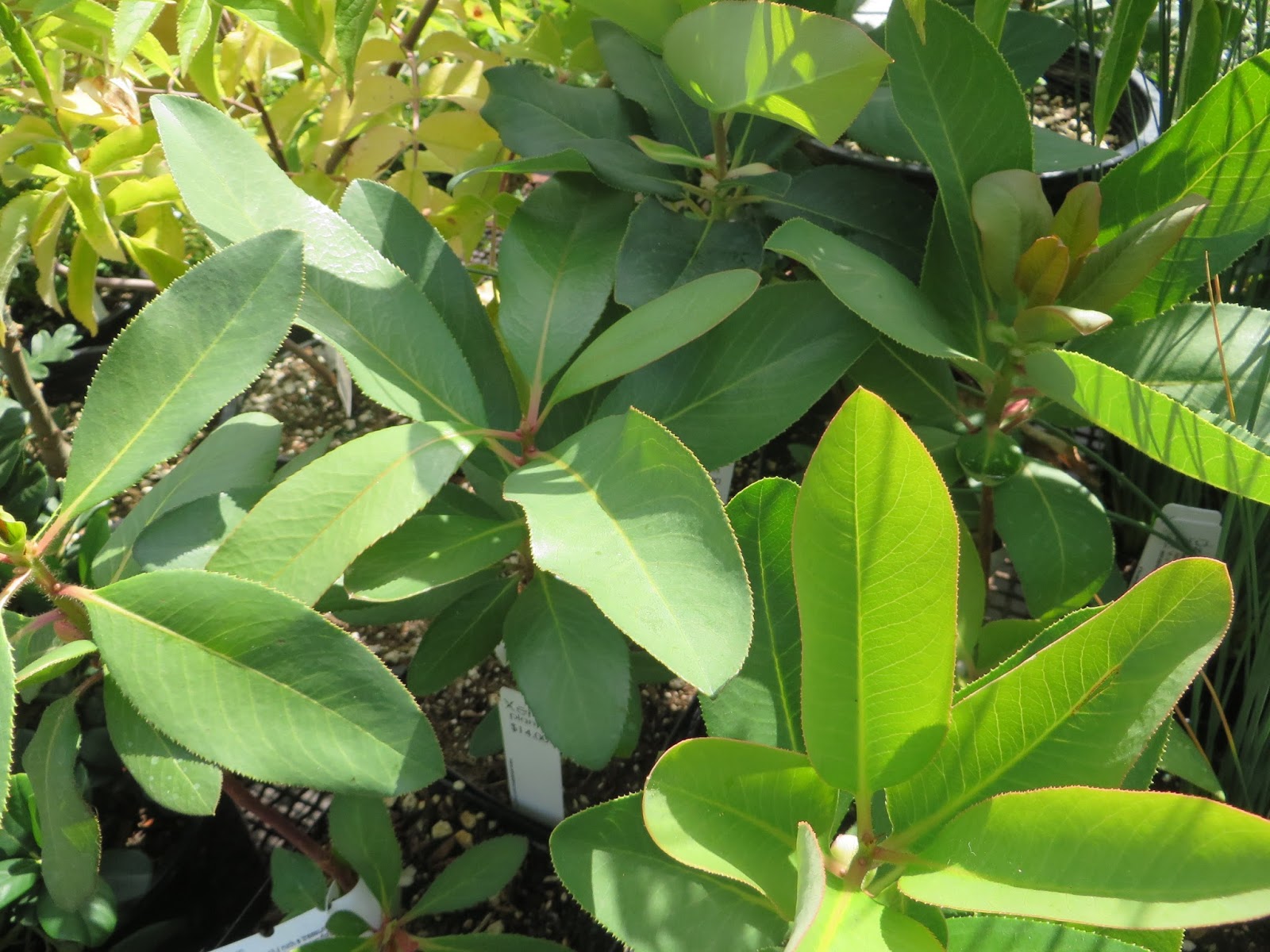 Mariette S Back To Basics Our Leatherleaf Mahonia Berberidaceae
